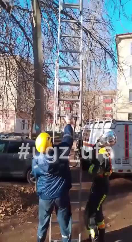 Спасатели помогли коту, застрявшему на дереве в Уфе