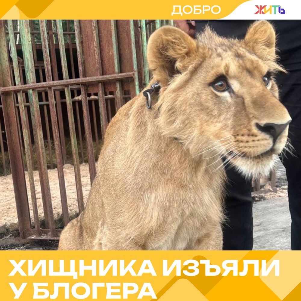 Льва переселили из дачи в просторный вольер История льва Харриса, жившего в вагончике на дачном участке в Сургуте, получила продолжение. Росприроднадзор изъял животное у владельца — блогера Амирхана Магомедова. Хищника ждут карантин, обследование и переезд в более подходящие условия. По словам Магомедова, он ежедневно навещал питомца, кормил и выгуливал его. Но соседи были обеспокоены тем, в каких условиях содержится лев, и пожаловались в надзорные органы. Теперь Харрис отправится на базу «Парус» Благотворительного фонда «Благодарность» в Нефтеюганском районе. Там его ждёт просторный вольер и забота специалистов. — правильно, что вмешались Самый добрый проект страны