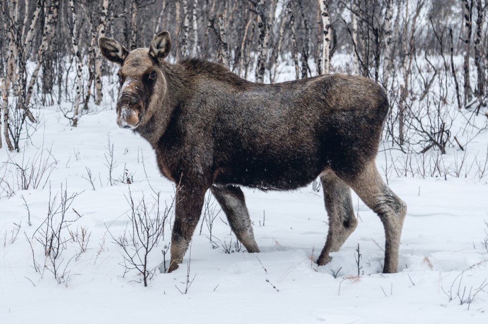 Охота обернулась судом мужчину из Тольки наказали за незаконную добычу лосей В Красноселькупском районе осуждён 28 летний житель села Толька признавший вину в незаконной охоте с причинением особо крупного ущерба Зимой 2025 года мужчина без разрешения добыл двух лосей в период запрета охоты Ущерб государству составил 640 тысяч рублей Суд учёл что подсудимый работает и воспитывает двух малолетних детей а также возместил часть ущерба Назначено наказание штраф 50 тысяч рублей и выплата ущерба Приговор пока не вступил в законную силу freepik Вести Ямал l MAX l ТГ l ВК l САЙТ