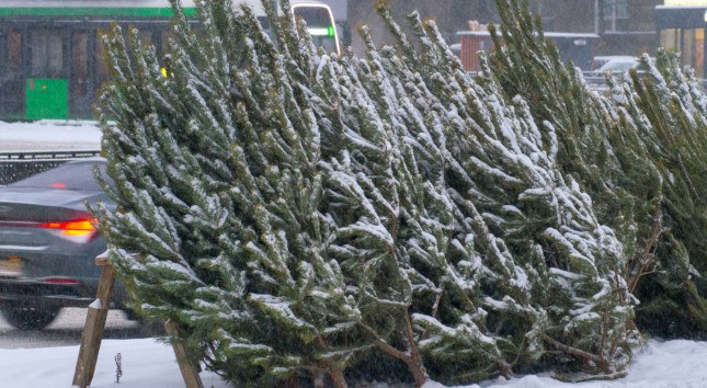 Из Челябинской области в Казахстан вывезли более 46 тысяч рождественских деревьев www up74 ru articles news 167869 Еще более 10 тыс челябинских елей и сосен вывезли в другие регионы России в Волгоградскую Воронежскую Липецкую Ростовскую Самарскую Мурманскую Омскую Оренбургскую области Краснодарский и Ставропольский края Все они тоже прошли фитосанитарный контроль на них были оформлены карантинные сертификаты