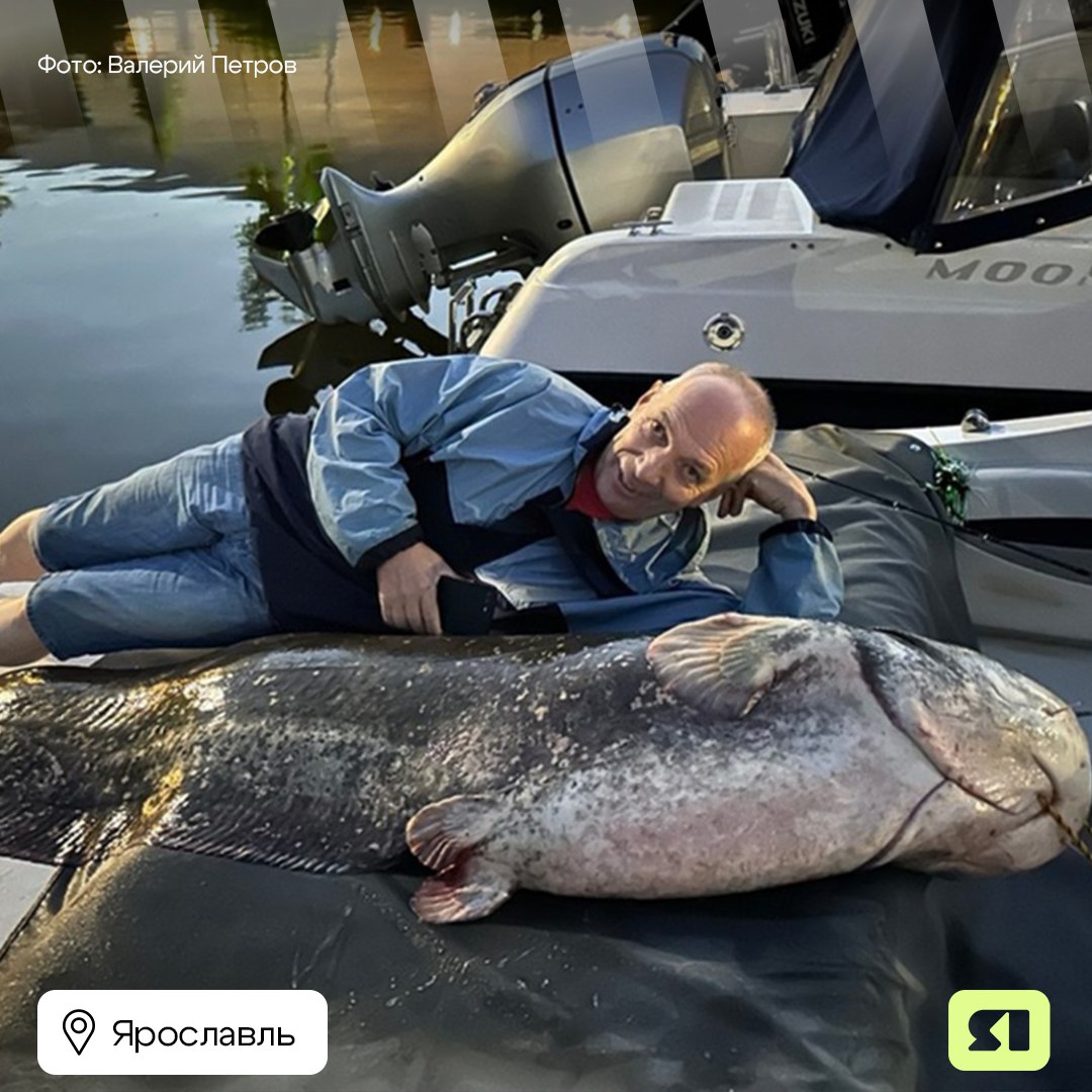 Ну и гиганты скрываются в ярославских водах Своим уловом поделился в соцсетях местный житель Валерий Петров. Вместе с товарищем он отправился на рыбалку на катере. И неподалеку от Стрелки удалось поймать на крючок вот такого огромного сома! Чтобы вытащить трофей, который превосходит среднестатистического человека, рыбакам потребовалось около 40 минут. После итоговых размеров выяснилось, что длина этого монстра – 2,2 метра, а весит он больше 60 килограммов! Подписаться Прислать новость