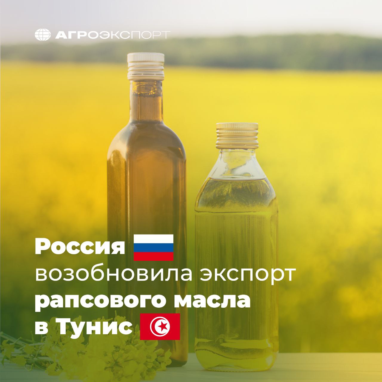 Россия возобновила экспорт рапсового масла в Тунис Согласно оценкам экспертов за 9 месяцев 2025 года Россия поставила в Тунис около 19 тыс тонн рапсового масла на сумму более 18 млн долл США Для сравнения за весь прошлый год экспорт этого вида масложировой продукции в страну составил порядка 6 5 тыс тонн на 5 5 млн долл США Ранее наша страна ввозила рапсовое масло в Тунис только в 2022 году 5 тыс тонн на сумму около 9 млн долл США Таким образом Россия не просто вернулась на этот рынок но и установила рекорд по объемам поставок за всю историю наблюдений Согласно данным ITC Trade Map ранее Тунис никогда не импортировал столько рапсового масла Максимум за всю историю не превышал 9 тыс тонн агроэкспорт новостиАПК