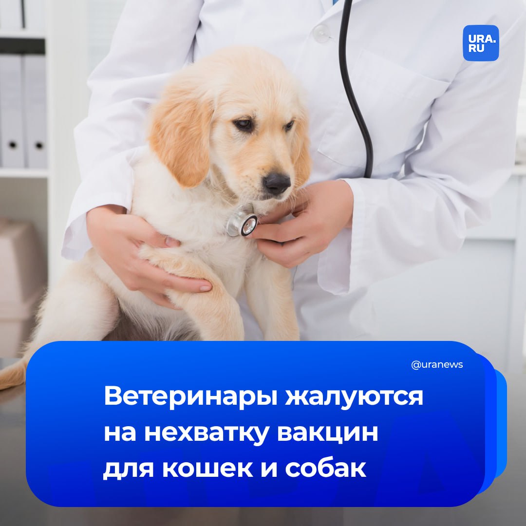 Нехватка вакцин для кошек и собак возникла в России. В клиники от поставщиков поступает в два-три раза меньше препаратов по сравнению с 2024 годом. Врачи опасаются, что это приведет к росту случаев заражения домашних животных, а затем и людей. «Сейчас в некоторых клиниках в очереди на вакцинацию стоит 200–300 животных, а в поставках приходит 10–20 доз. Дистрибьюторские компании заявляют о двух-трехкратном сокращении поставок иммунобиологических препаратов от производителей», — следует из письма Ассоциации «Национальная ветеринарная палата» в Россельхознадзор и Минсельхоз, передали «Известия». НВП попросили производителей, импортеров и заинтересованные ведомства выработать решение максимально быстро. В пресс-службе Россельхознадзора сообщили, что договорились провести видеосовещание с привлечением всех производителей вакцин для собак и кошек, чтобы разобраться в ситуации.