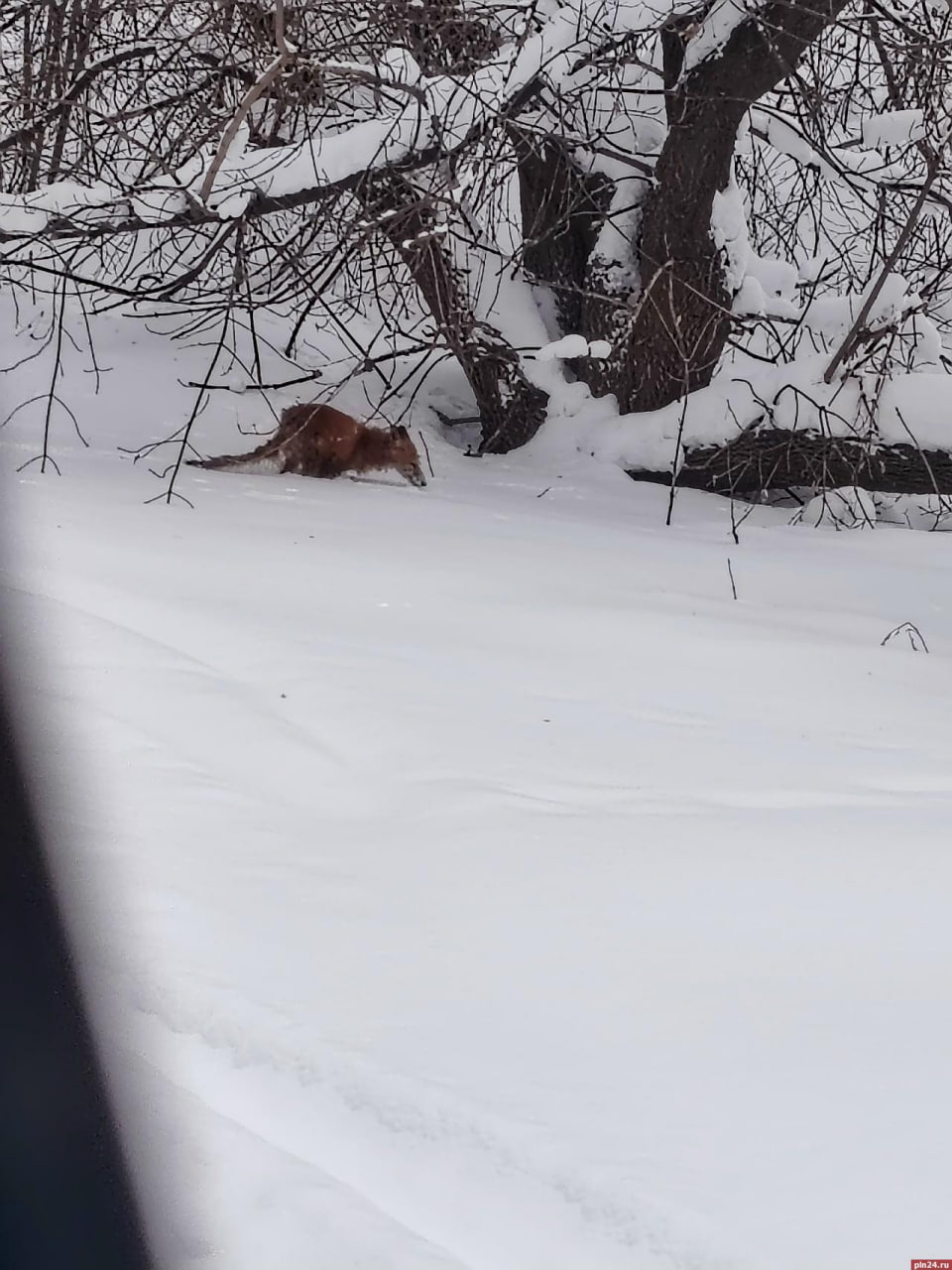 В Великих Луках замечена больная лиса зоозащитники просят не паниковать В районе ЖБИ 2 в Великих Луках местные жители заметили облезлую лису которая бродила неподалёку от места где катаются дети Сначала возникли опасения по поводу бешенства и горожан призвали не подходить к животному Однако зоозащитники из группы Веретье Помощь животным уточнили Лиса не агрессивна и не проявляет признаков бешенства Скорее всего она страдает от чесотки и сильного истощения Волонтёры уже планируют отловить лису чтобы оказать ей ветеринарную помощь и лечение Важно Не пытайтесь подойти или покормить дикое животное Сообщайте о подобных случаях в зоозащитные группы или ветслужбу ПЛН в MAX