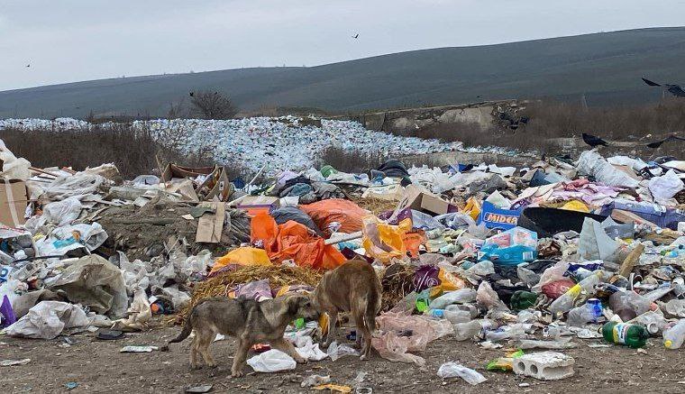 ‼ Неогороженные свалки вблизи Кирсово и Комрата угрожают окружающей среде и здоровью людей  Вблизи села Кирсова и города Комрат в АТО Гагаузия активисты обнаружили санкционированные свалки, которые, несмотря на своё легальное происхождение, не отвечают необходимым экологическим стандартам.   Свалки расположены всего в 500 метрах от населённого пункта, но они не огорожены, что приводит к ряду серьезных проблем. Из-за отсутствия ограждения мусор уносит ветром на близлежащие поля и зеленые зоны, создавая угрозу для окружающей природы. На свалку также проникают животные и птицы, которые разносят мусор и могут заразиться от отходов.  Экологи опасаются, что на территорию свалки могут проникать неавторизованные лица, что приведет к неконтролируемому увеличению объёмов мусора и ухудшению ситуации. Местные жители выражают беспокойство, надеясь на скорое вмешательство властей, чтобы предотвратить дальнейшее загрязнение территории и минимизировать риски для здоровья людей и животных.  Несмотря на призывы экологов и местных жителей, власти пока никак в ситуацию не вмешиваются.