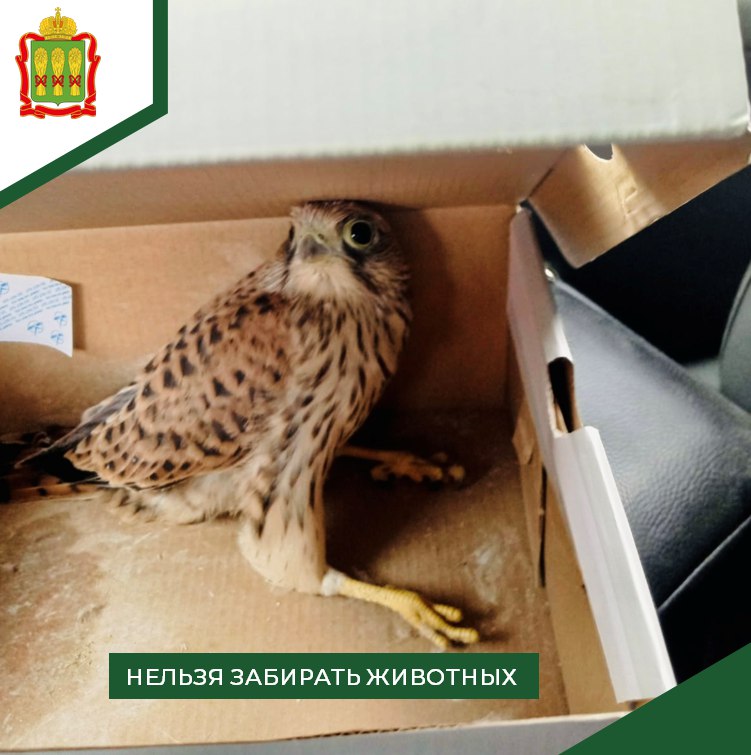 Жительница Пензы столкнулась с необычным случаем — на её балкон заглянул любопытный птенец-слёток пустельги!  Сотрудники охотоуправления оперативно отреагировали и вернули маленького пернатого домой. В это время года многие птенцы учатся летать, и иногда люди, обнаружив их, принимают за раненых и нуждающихся в помощи. Не забывайте, что это нормальный процесс их взросления!  Однако важно помнить, что забирать животных из их естественной среды обитания незаконно!   Это может повлечь как административную, так и уголовную ответственность.
