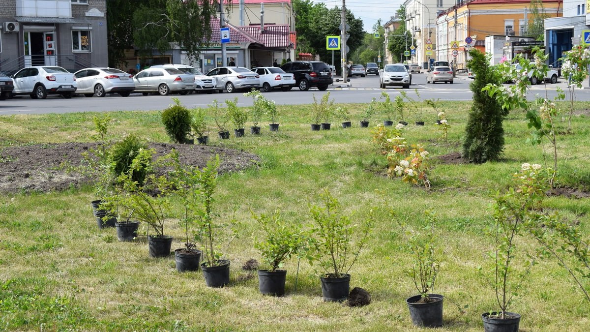 На площади Свободы и на Московском шоссе в Рязани обновили клумбы. Об этом сообщила пресс-служба администрации города. На Московском шоссе высадили более 300 растений, на площади Свободы – 450: можжевельник, белую сирень, белые розы, кизильник. Новые клумбы появятся в Чкаловском сквере, Октябрьском сквере, Мамином сквере, на кругу Васильевского проезда и на улице Станкозаводской напротив детской библиотеки . В Рязани также высадят новые виды растений: вербену, годецию, иберис, тимьян, традесканцию, астру, тагетис и бегонию. «Всего город украсят более миллиона цветов», – отметил глава администрации города Виталий Артемов.