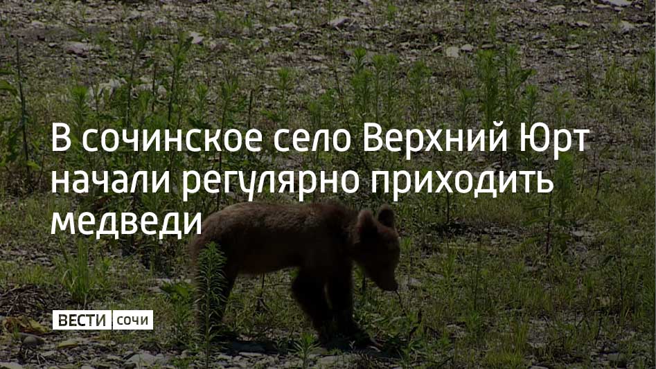 Медведицу с двумя медвежатами в очередной раз заметили жители села. Косолапые гости прошли по садам и огородам сельчан, а вечером даже подошли вплотную к одному из домов, сообщили в Сочинском географическом обществе. По словам доктора биологических наук Анатолия Кудактина, одной из причин постоянных визитов медведей могут стать пищевые отходы, которые жители села оставляют в лесу неподалеку. Ученый отметил, что отвадить животных может помочь уксус, если его налить в пластиковые стаканчики и развесить их вдоль забора. Как ранее писали "Вести Сочи", в сочинских селах стали чаще встречать медведей. Ученые рекомендуют не пытаться прогнать их самостоятельно.