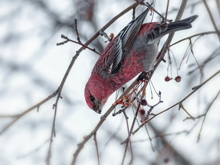 В дендросаду Омска заметили редкую и яркую птицу щура которого часто называют финским попугаем Эти доверчивые птицы родиной которых является тайга и Скандинавия почти не боятся людей что позволяет рассмотреть их малиновое у самцов или жёлто зелёное у самок оперение Своим загнутым клювом и окраской они напоминают тропических попугаев Мы в MAX