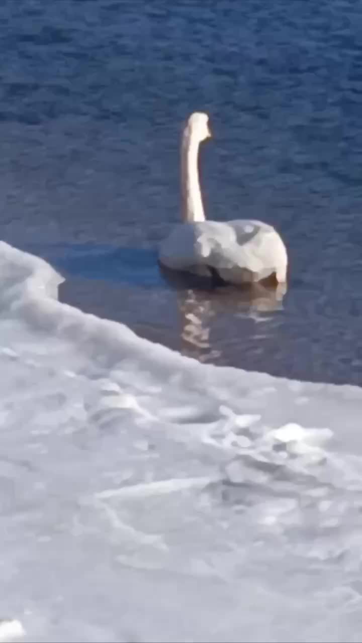 Лебедь с травмой крыла зимует в Тимофеевке, местные жители заботятся о нем