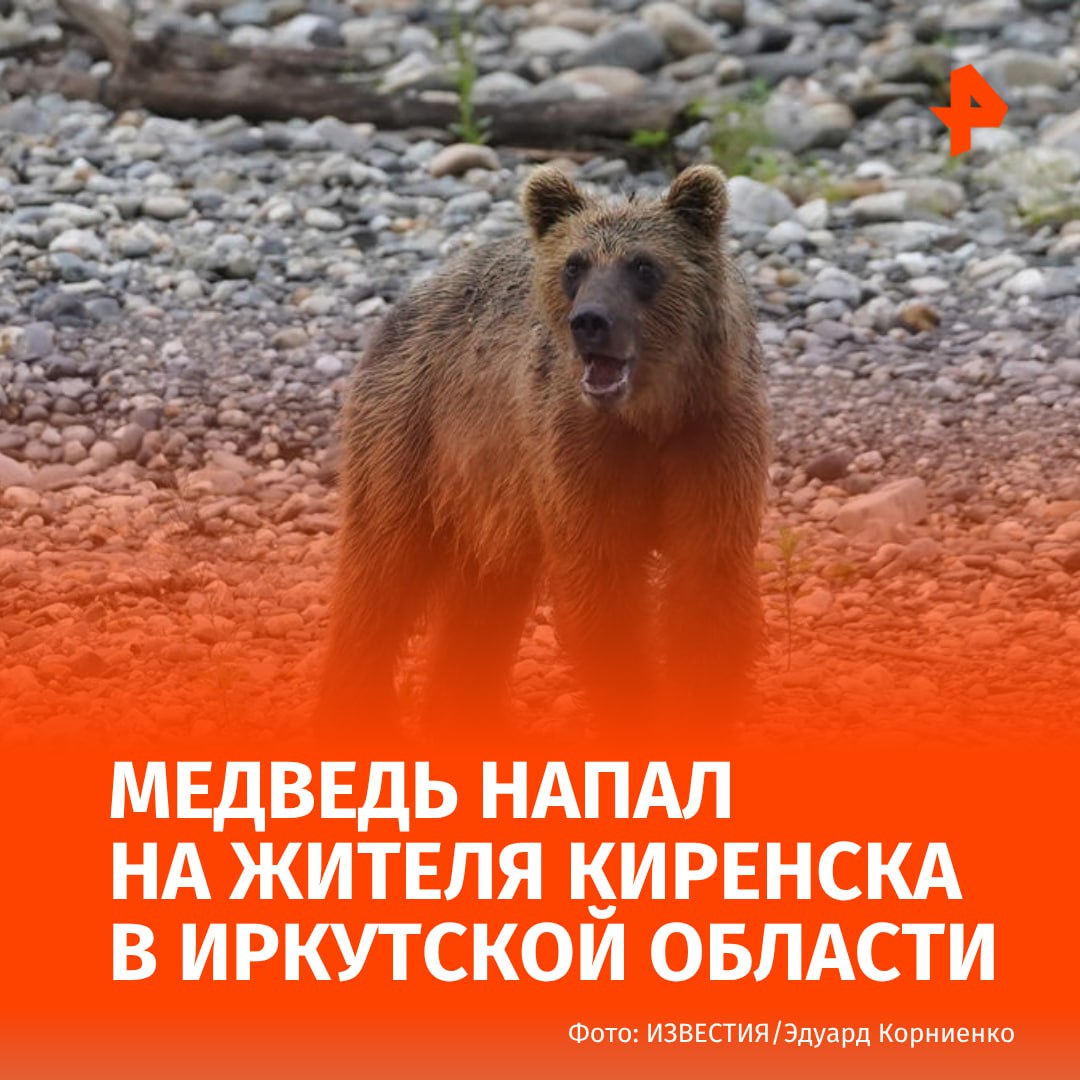 Медведь напал на жителя Киренска в Иркутской области. Об этом сообщили в региональном главке МВД. "Медведица набросилась на одного из мужчин. Его товарищ начал стучать палкой по дереву: шум спугнул медведей и они ушли. Пострадавший был госпитализирован с различными ранами и травмами", — говорится в сообщении. Кроме того, в МВД отметили, что медведи стали чаще подходить к населенным пунктам в Иркутской области. Животных видели дважды: в Усть-Илимской районе неподалеку от СНТ "Жерон" и рядом с поселком Железнодорожный. Буст Отправить новость