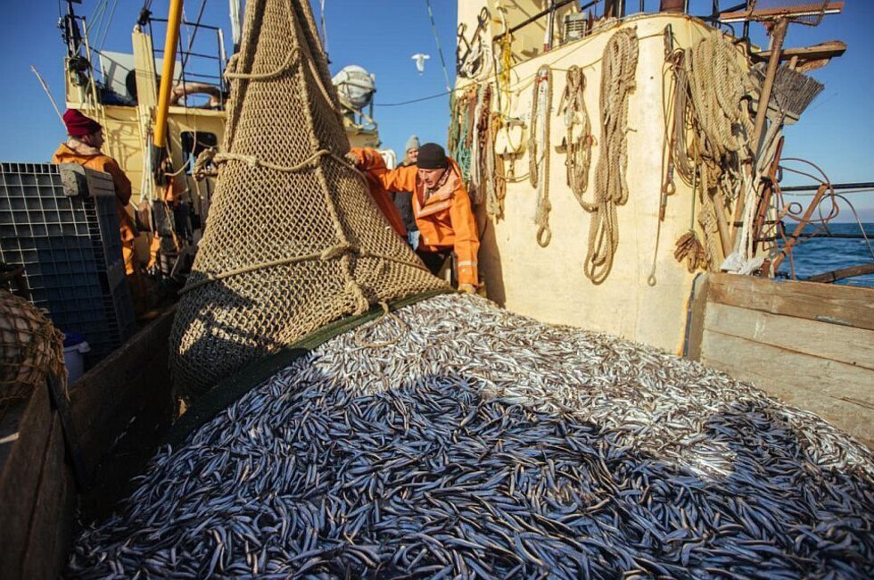 В Азово Черноморском бассейне добыли рекордное количество рыбы в 2025 году Объем добычи водных биоресурсов составил 54 тыс тонн что на 26 5 опережает показатели вылова водных биоресурсов 2024 года Из общего объема вылова 34 тыс тонн приходится на Черное море а 20 тыс тонн на Азовское Основными объектами промысла в Азовском море стали пиленгас бычки камбала калкан креветки и рапана Читать полностью Фото Объединенная пресс служба Росрыболовства  Подпишись на нас в MAX