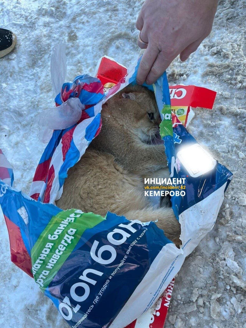 В ЖК «Цветной бульвар» в Кемерове девушка выбросила живого кота на помойку, так как он болел, а она не хотела его лечить.  Животное обнаружил консьерж жилого комплекса и передал волонтёрам. Те отвезли кота в ветеринарную клинику, где ему поставили диагноз. Заболевание было уже в запущенной форме и через несколько часов кот умер.  Зоозащитники написали заявление в полицию. Девушку, выкинувшую кота, уже вычислили по камерам наружного видеонаблюдения.    Подписаться   Прислать новость