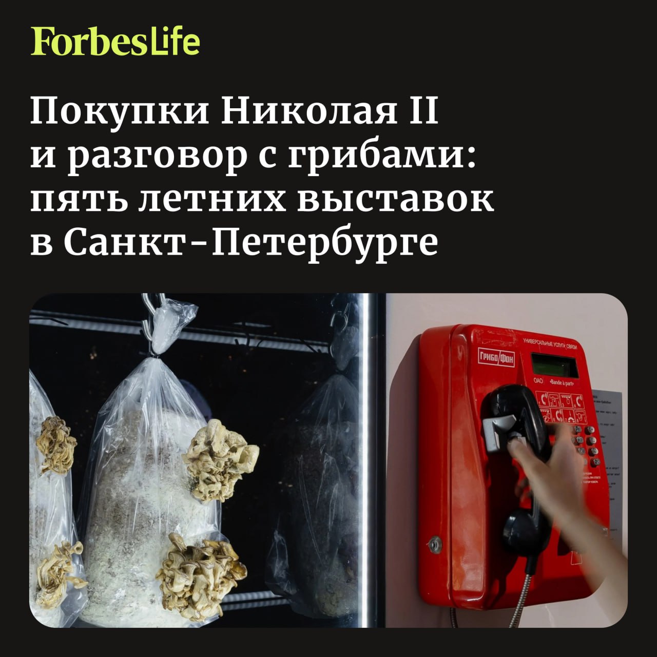 К лету музеи Санкт-Петербурга открыли два блокбастера: «Жизнь замечательных собак» в Мраморном дворце Русского музея и «Упакованные грезы. Мода ар-деко из собрания Государственного Эрмитажа и коллекции Назима Мустафаева». Forbes Life выбрал еще пять больших выставочных проектов в Санкт-Петербурге, охватывающих и современное искусство, и советскую классику, и этнографию, и science art. Научно-технологическое искусство Фото Анны Скударь