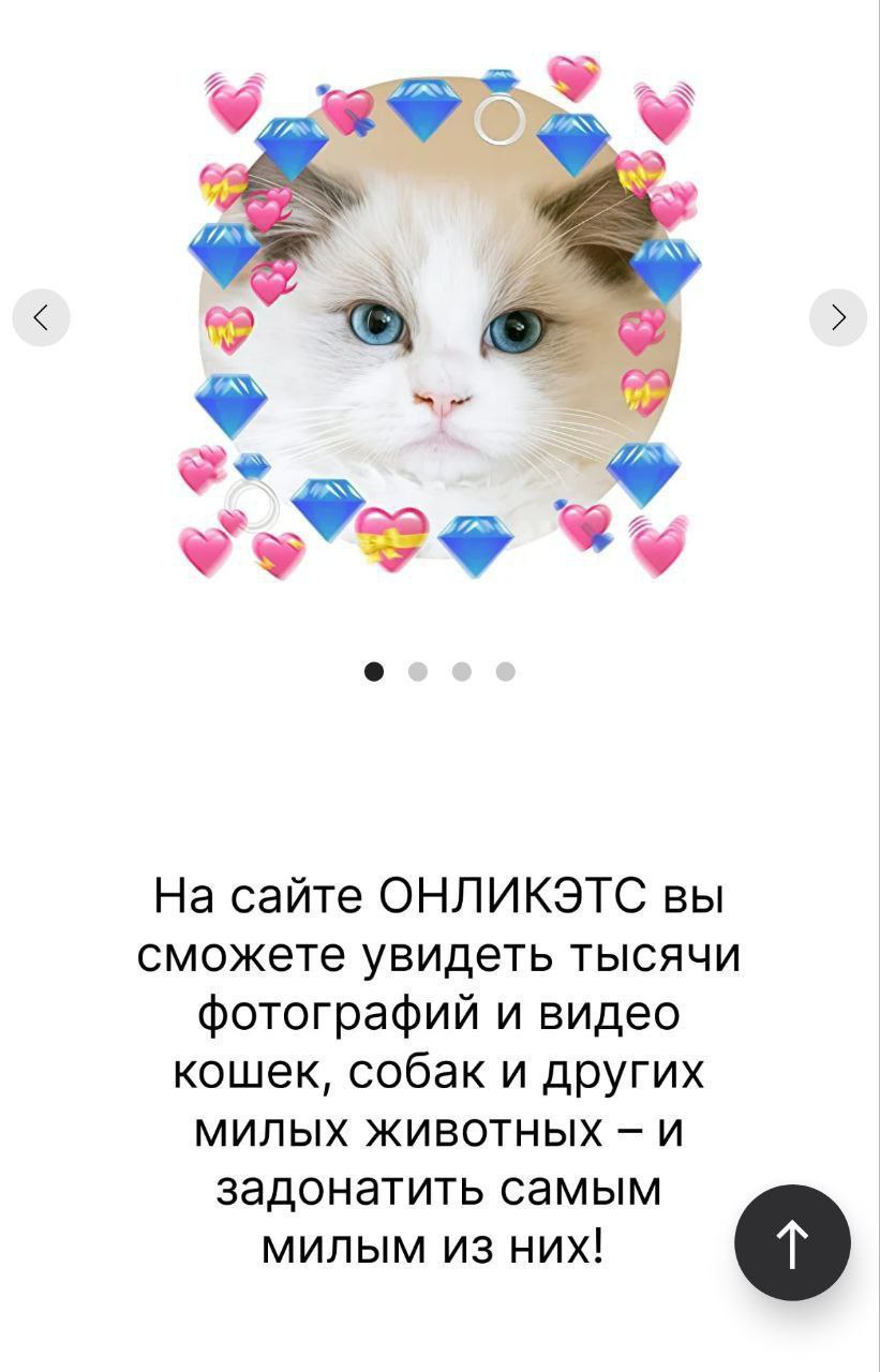 OnlyFans для кошек и собак придумали в России. Вместо девушек там можно отправлять деньги пушистым и разглядывать фото и видео с их участием.