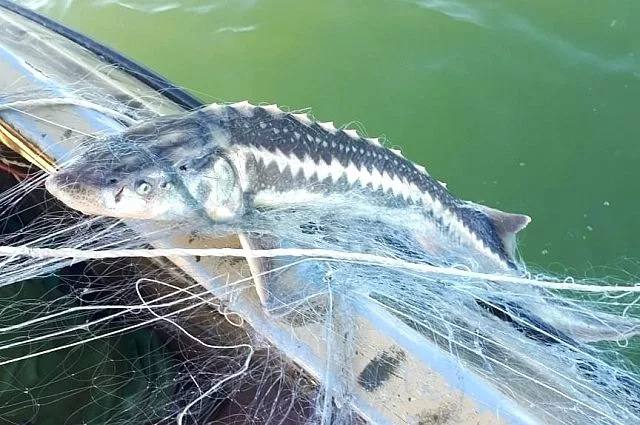 Добыча рыбы в Азовском и Черном морях увеличилась, мазута нет. Вылов рыбы в Азово-Черноморском бассейне по сравнению с прошлым годом увеличился: - Никаких обнаружений мазута ни в орудиях лова, ни в рыбе не обнаружено. Роспотребнадзор ведет исследование каждой партии рыбы. Тотальная идет проверка. Никаких изменений в рыбной продукции с Азово-Черноморского бассейна нет. И в целом ситуация стабильная. Даже увеличение по объемам добычи по сравнению с прошлым годом, — заявил глава Росрыболовства Илья Шестаков. Кубанские Новости