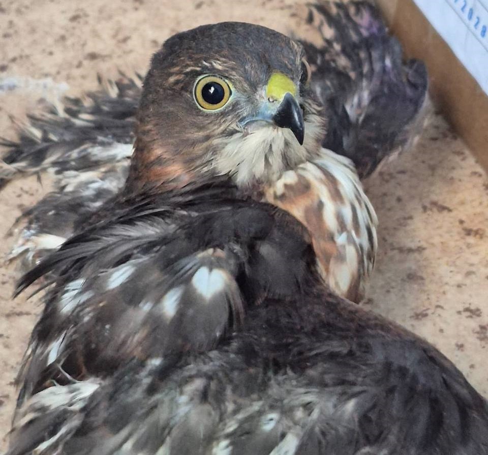 В Жигалово ветеринары выхаживают дикого ястреба Жигаловские ветеринары выхаживают дикого ястреба О поступлении необычного в местную ветклинику сообщила Ассоциация ветеринарии Иркутской области Птицу к ветеринарам Жигаловского филиала Качугской СББЖ привезли с Ковыктинского месторождения Она была найдена обездвиженной на обочине автотрассы По всей вероятности ее сбила машина Ветеринары осмотрели пациента и пришли к выводу что это ястреб перепелятник молодая самочка К счастью у нее не обнаружили видимых повреждений и переломов Но птичка получила ушибы и контузию Сейчас она живет на ветеринарной станции под присмотром ветсанитара Алены Каминской и проходит реабилитацию А когда пройдет полетит обратно в свои края ястреба планируют выпустить в дикую природу Фото Ассоциации ветеринарии Иркутской области irktoday