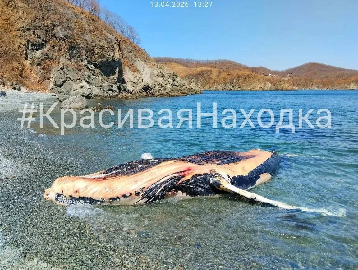В Находке на дикий пляж вблизи бухты Мусатова выбросило тушу кита Как сообщает автор Красивой Находки наероятней всего это горбатый кит в народе длиннорукий полосатик Жми и подписывайся на Хасанские вести в МАХ