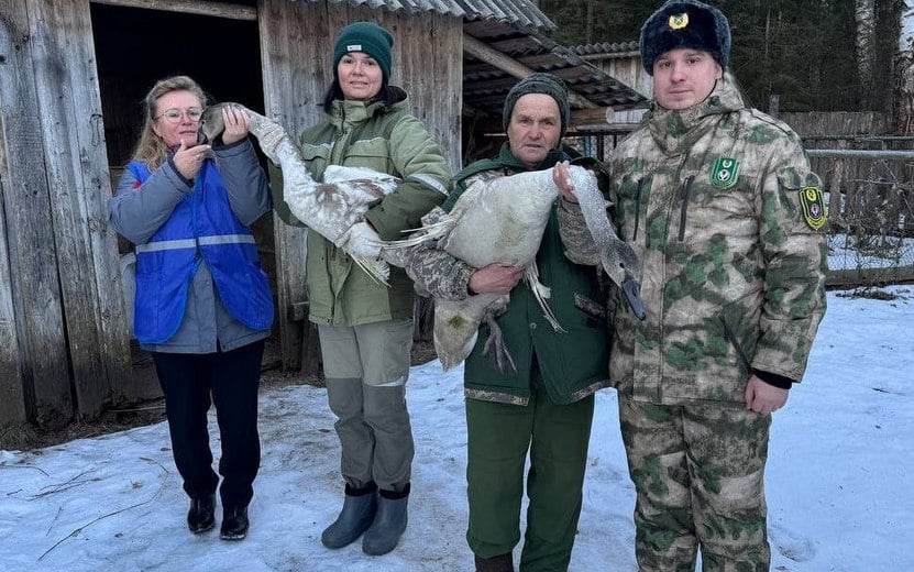 Спасли птиц  Лебедей с «ангельскими крыльями» спасли на пруду в Удмуртии. Птиц, которые из-за порока не могли взлететь, выловили и передали в зоопарк  Фото: Минприроды Удмуртии    #Удмуртия #Ижевск