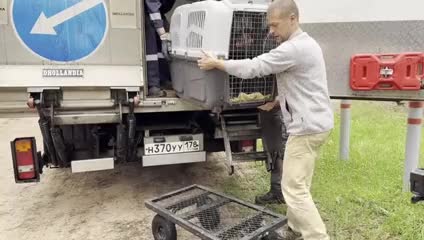Выпуск серых балтийских тюленей в Финский залив после успешной реабилитации