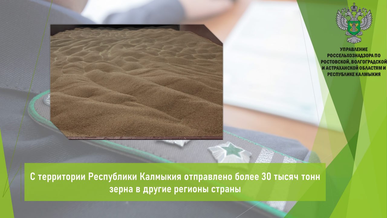 С начала 2025 года под контролем Управления Россельхознадзора с территории Калмыкии сельхозтоваропроизводителями отправлено свыше 31 тыс т зерна в другие регионы страны и оформлено более 4 6 тыс карантинных сертификатов С территории региона отправке подлежала продовольственная пшеница и ячмень Основные регионы в которые направилось зерно Ростовская Астраханская Волгоградская области и Краснодарский край Сотрудниками Управления Россельхознадзора в обязательном порядке проводится досмотр и отбор образцов от каждой партии зерновой продукции с целью определения её фитосанитарного состояния На основании результатов экспертизы проведенной в подведомственном учреждении Донского филиала ФГБУ ЦОК АПК оформляются электронные карантинные сертификаты Открыть полный текст Карантин растений