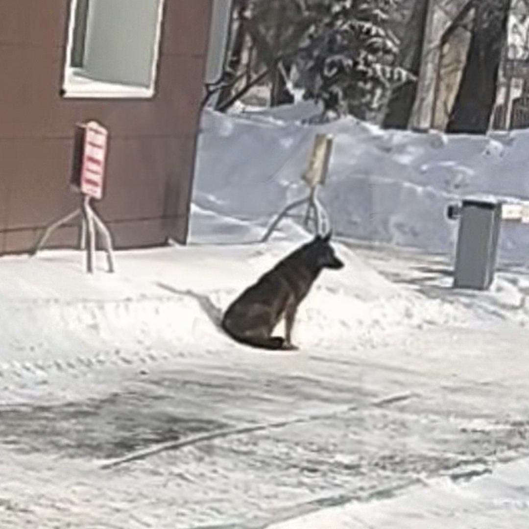 Собаку Додо Пиццы пытаются отловить для приюта Дворнягу Додобоню из за которой уволили курьера Михаила пытаются поймать и отправить в челябинский приют Того Курьер утверждает что его уволили без выплат компания остаётся должна 15 000 администрация говорит что причина нарушения на работе Пока зоозащитники безуспешно пытаются поймать собаку Прямой эфир Наш MAX
