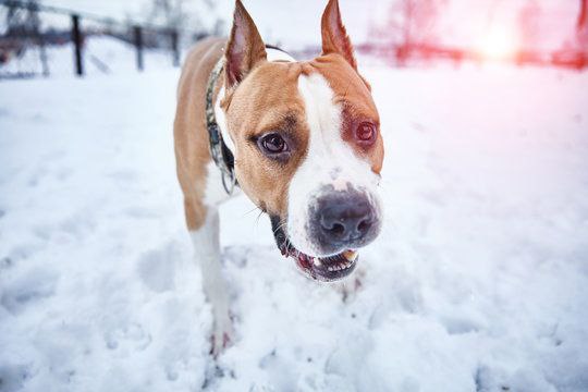 В Спасске Дальнем домашний пёс напал на полуторагодовалого ребёнка малыш получил тяжёлые травмы лица и головы Инцидент произошёл 26 января в селе Воскресенка Спасского округа оставшись без присмотра рядом с кормящейся собакой породы американский стаффордширский терьер ребёнок попытался дотронуться до миски после чего животное его укусило Мальчика в тяжёлом состоянии доставили в Спасскую городскую больницу где врачи диагностировали повреждения век разрывы слёзных каналов и перелом верхней челюсти Глазные яблоки не пострадали ребёнку провели срочную операцию и за неделю стабилизировали состояние По словам медиков прогноз для зрения благоприятный Прокуратура возбудила уголовное дело по статье о причинении тяжкого вреда здоровью по неосторожности и взяла расследование на контроль С владельцев собаки намерены взыскать расходы на лечение и транспортировку ребёнка во Владивосток Хотите поделиться новостью Написать в Приморье Онлайн
