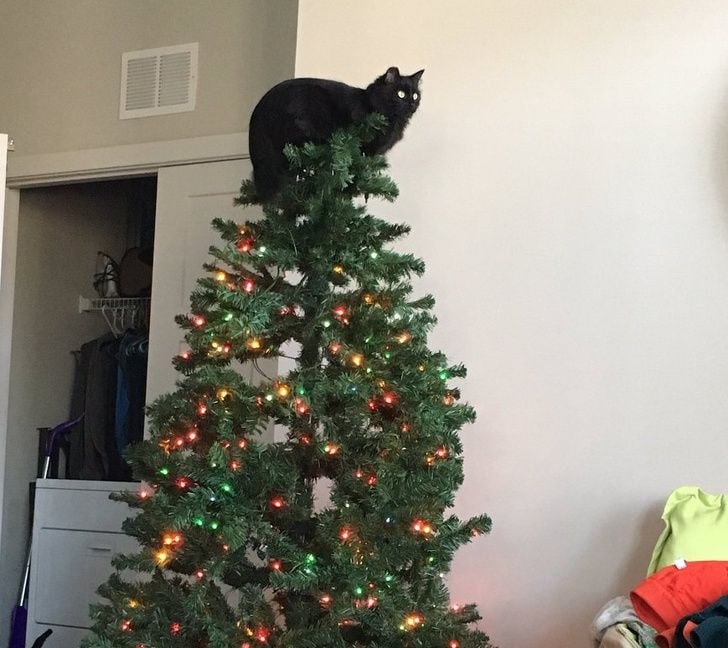 В Самаре каждый четвертый продолжает украшать елку советскими игрушками Об этом заявили 25 опрошенных Чаще всего на ветках появляются шары ангелы звезды и снежинки 82 респондентов признались что сохраняют игрушки предыдущих поколений Для 42 самарцев такие украшения не просто декор а частица семейной истории и воспоминания А вы уже украсили елку Делитесь фото в комментариях   Подписаться на truekpru Читать нас в MAX