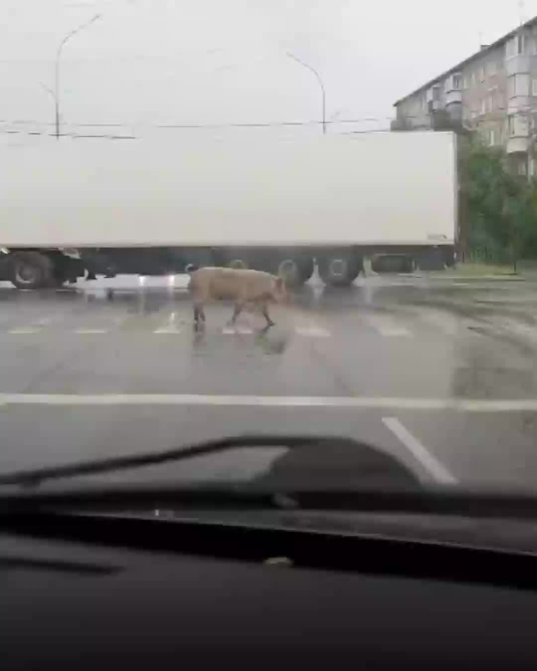 Жители Ревды жалуются на свиней, гуляющих по городу из-за фермера Луткова