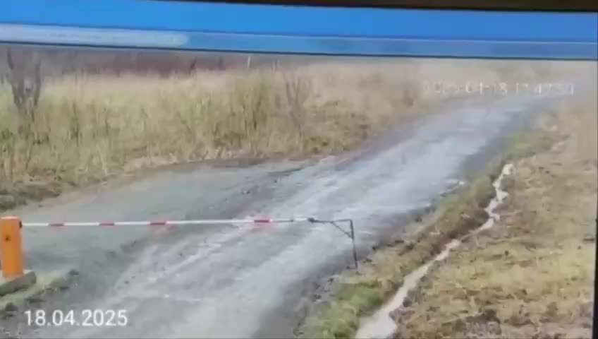 Тигр замечен рядом со свинокомплексом в Приморье