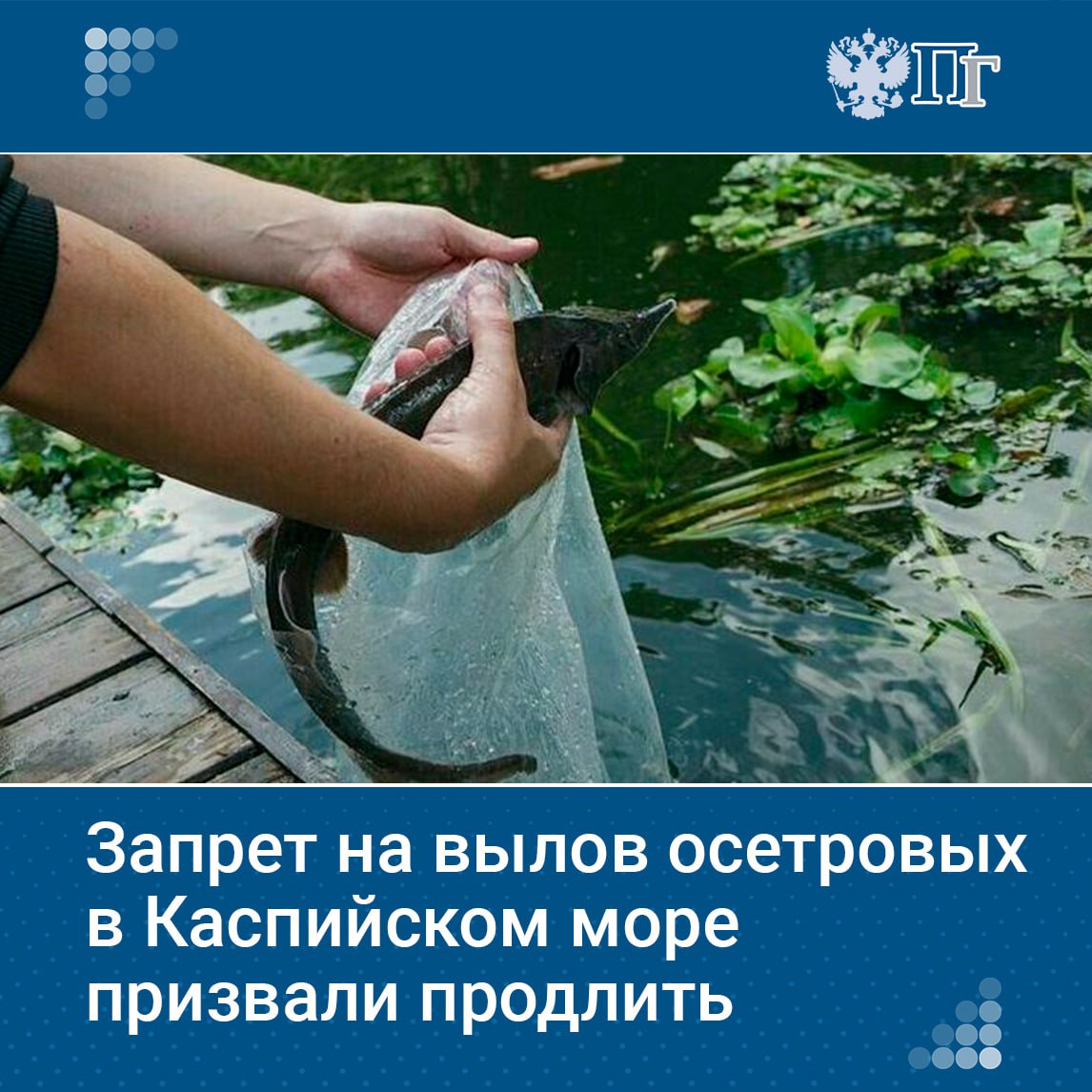Росрыболовство предлагает продлить запрет на коммерческий промысел осетровых в Каспийском море, сообщил глава ведомства Илья Шестаков на Невском международном экологическом конгрессе. Часть видов осетровых уже утеряна. По его словам, встречаются только единичные особи, которые не подлежат восстановлению, даже несмотря на усилия государства по воспроизводству водных биологических ресурсов. Подписаться на «Парламентскую газету»