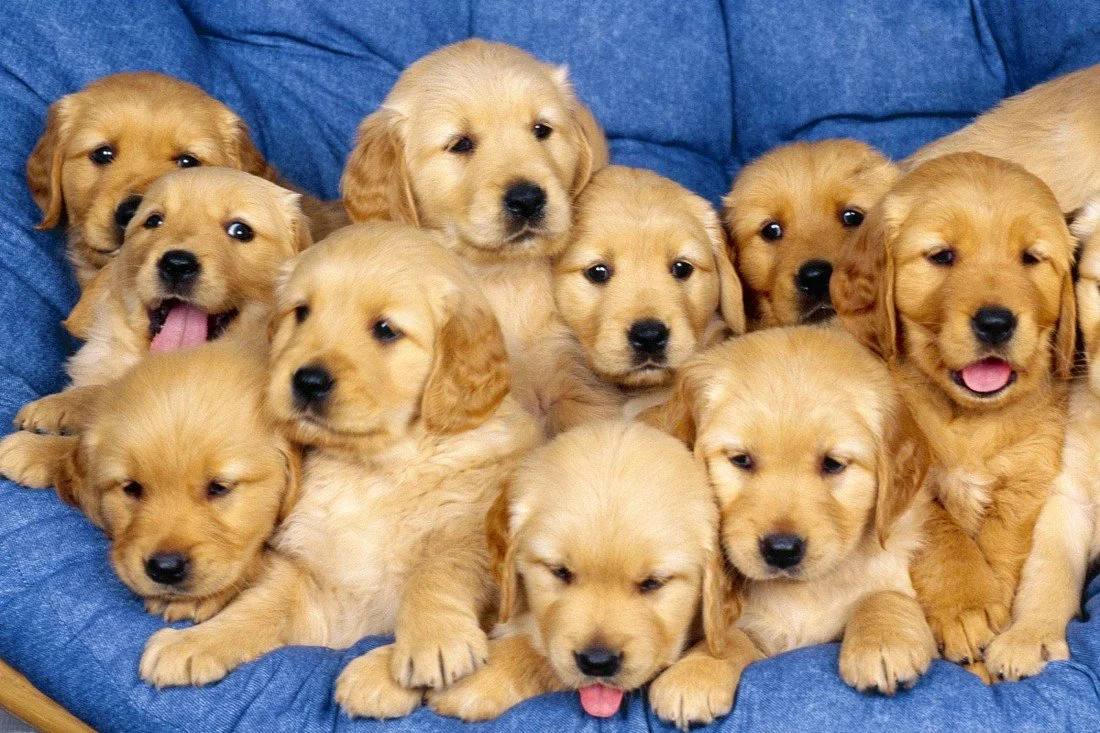 Обязательную регистрацию домашних животных предложили ввести в Российской кинологической федерации Это шаг к цивилизованному владению который повысит уровень персональной ответственности каждого хозяина Также предлагается вести учёт заводчиков чтобы регулировать ответственный подход к разведению и содержанию собак