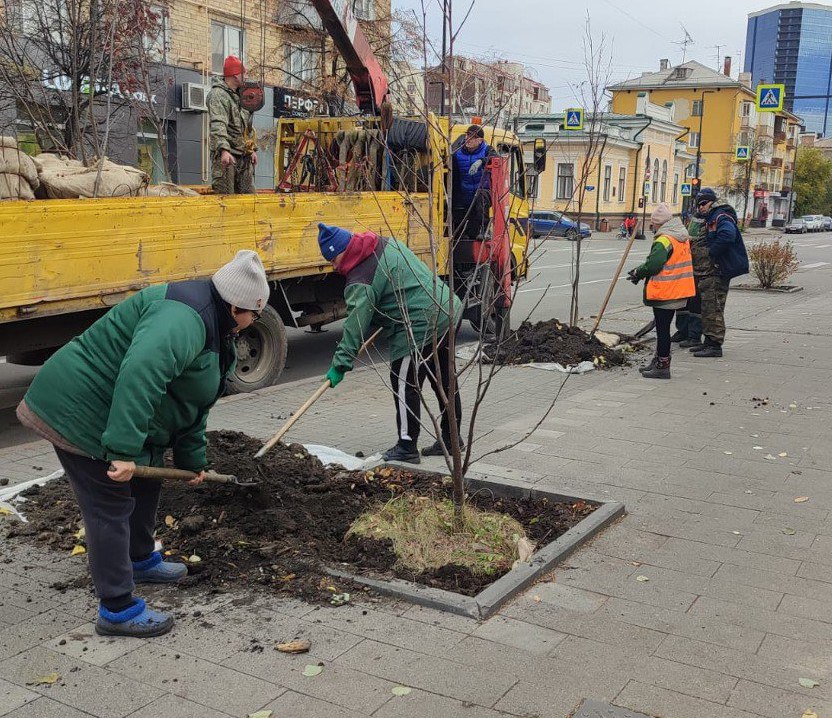 На проспекте Мира озеленили «чёрные квадраты»  В пустующие квадратные клумбы вдоль центрального проспекта высадили рябины и кусты кизильника. При выборе данных растений специалисты учитывали много факторов. Например, чтобы в будущем деревья не задевали большими кронами провода и не закрывали дорожные знаки.