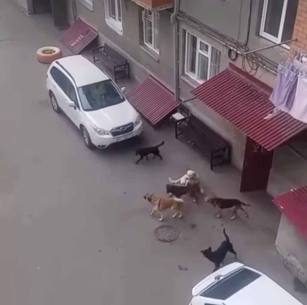 В соцсетях жители Октябрьского жалуются на агрессивные стаи собак во дворах многоэтажек Многие жители боятся выпускать детей