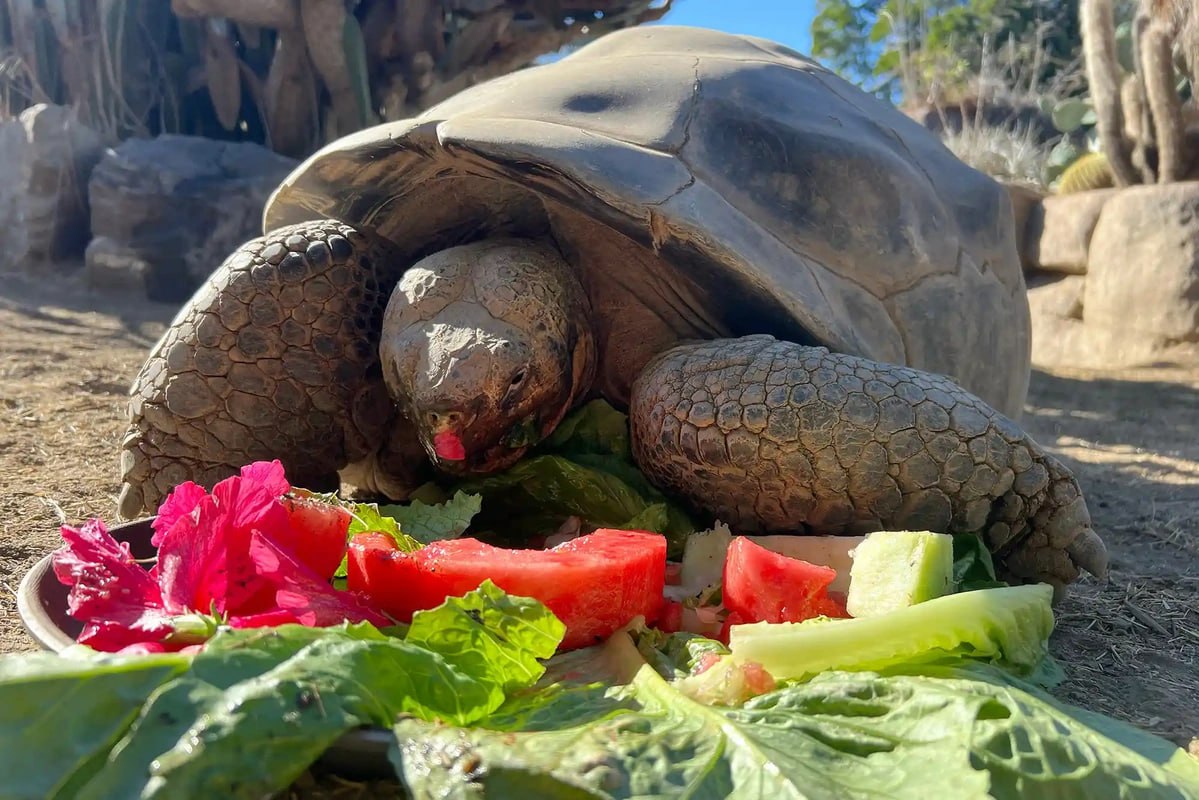 Пережила две мировые войны и 20 президентов скончалась старейшая галапагосская черепаха В зоопарке Сан Диего на 141 м году жизни умерла галапагосская черепаха по кличке Грамма являвшаяся его старейшим обитателем По данным администрации зоопарка она пережила две мировые войны и правление 20 президентов США Об этом сообщает AP News Сотрудники ласково называвшие её королевой зоопарка отметили что Грамма страдала от возрастных болезней Её состояние ухудшилось и животное пришлось усыпить Многие посетители делились воспоминаниями о том как в детстве встречали Грамму Кристина Парк рассказала что её первое воспоминание о зоопарке это поездка на спине черепахи в трехлетнем возрасте Парк выразила восхищение тем что эти создания переживают так много исторических событий Её личный опыт вдохновил её на изучение вопросов сохранения черепах В дикой природе галапагосские черепахи живут более 100 лет а в неволе почти вдвое дольше Рекорд принадлежал черепахе Гарриет которая дожила до 175 лет Многие подвиды этих черепах находятся под угрозой исчезновения Благодаря программам разведения в неволе с 1965 года в природу выпустили более 10 тысяч особей что спасло некоторые подвиды ruoxuaz старейшаягалапагосскаячерепаха скончаласьчерепаха   Новости Азербайджана Написать нам