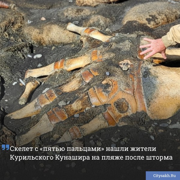 На побережье Кунашира после шторма обнаружили необычные останки морского животного Среди находок структура напоминающая пятипалую кисть которую местные жители обсуждают в соцсети   citysakh ru news 122374
