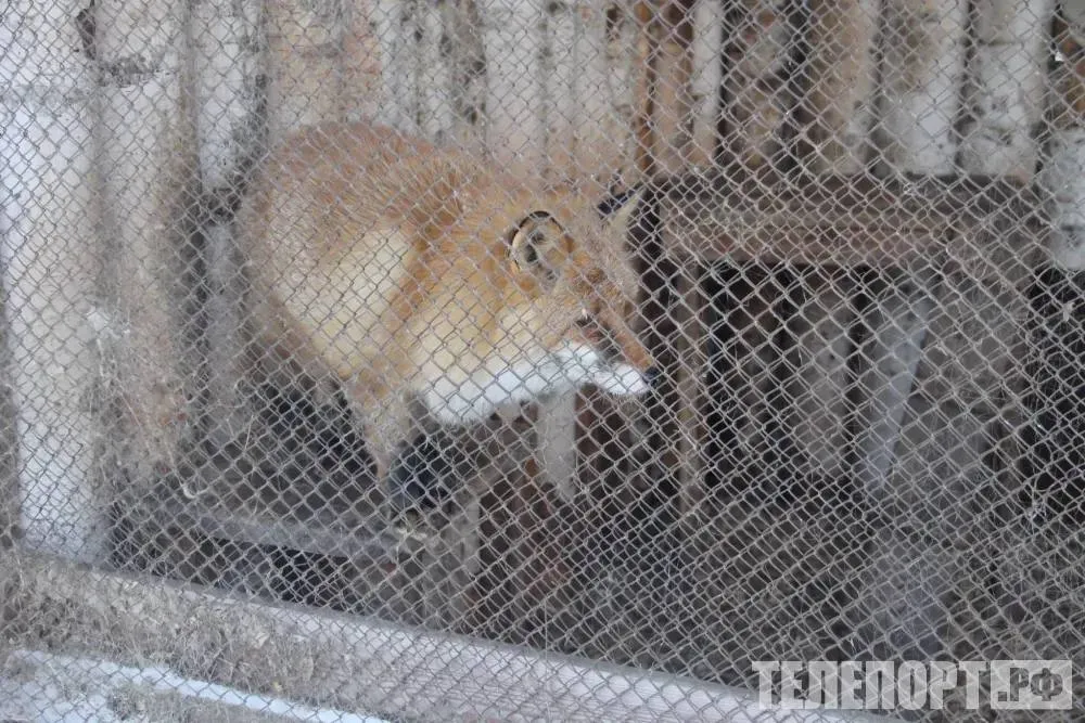 Карантин по бешенству сняли в селе Благовещенского округа Особо опасное заболевание в Приамурье обнаружили более двух месяцев назад В селе Гродеково Благовещенского округа снят карантин по бешенству По информации пресс службы Управления ветеринарии Амурской области все необходимые мероприятия в селе проведены Домашние животные прошли повторную вакцинацию от особо опасного заболевания В течение обязательного мониторинга новых случаев бешенства в селе и окрестностях не обнаружили Напомним карантин в Гродеково установили после нахождения в конце февраля этого года дикой лисицы которая вела себя неадекватно Хищница бегала по улицам и бросалась на собак во дворах домов не боясь людей У лисы подтвердили диагноз после исследования в ветлаборатории С начала года в Приамурье зарегистрировали несколько очагов бешенства Во всех случаях переносчик дикое животное Вакцинация от бешенства обязательна и бесплатна напоминают специалисты Особенно важны прививки тем питомцам которые живут во дворе бывают в лесу то есть могут иметь контакт с дикими сородичами Если есть подозрение на бешенство нужно срочно сообщить в ближайшую государственную ветеринарную службу или в Управление ветеринарии Амурской области 8 914 584 18 41 Следите за новостями Благовещенского округа в MAX