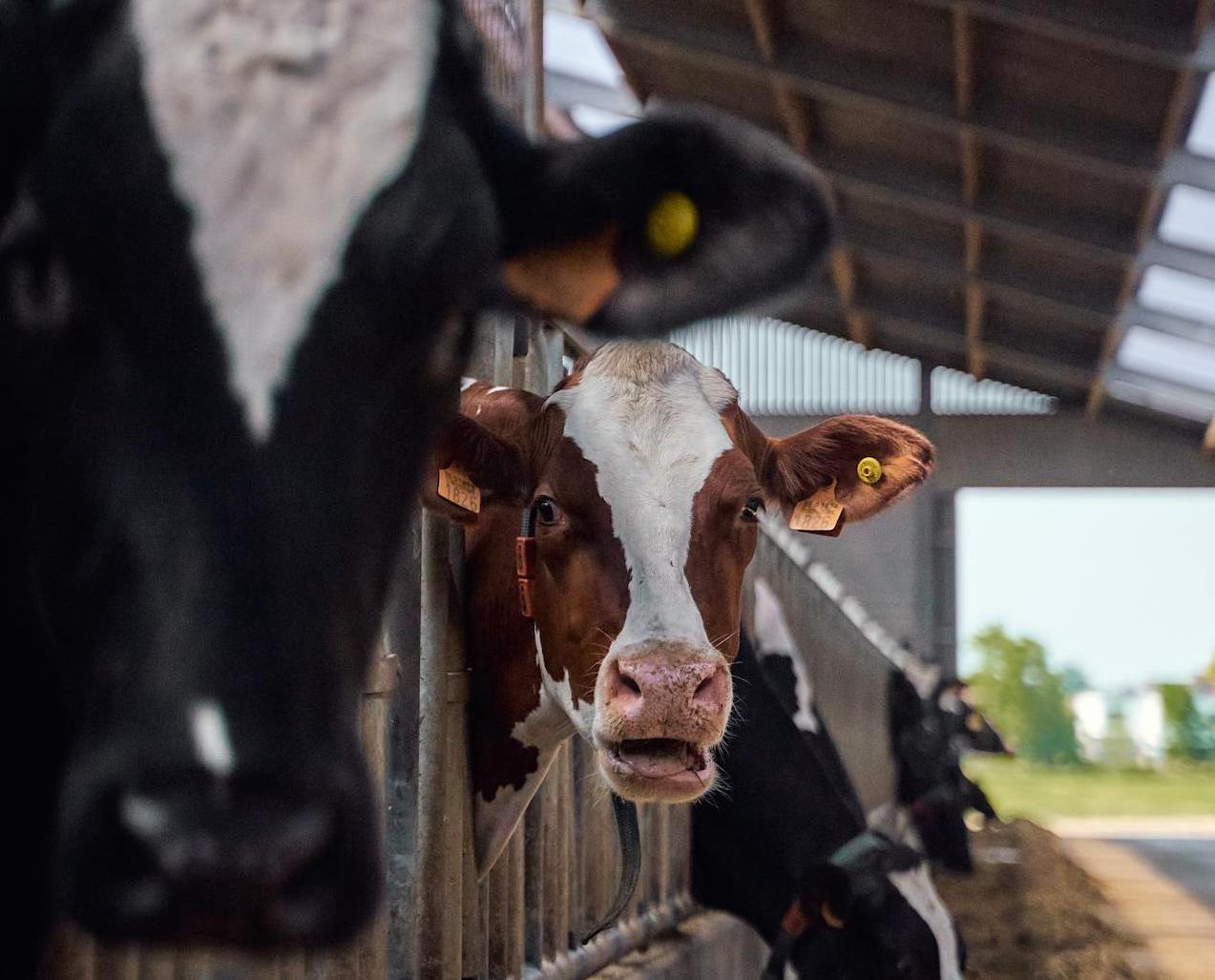 Стало известно где в Беларуси построят первые комплексы по откорму бычков Облисполкомами уже подтверждено строительство трех комплексов общей мощностью 7800 голов Два из них появятся в Минской области в ЗАО 1 Мая и ОАО Несвижские островки Несвижского района по 2400 голов каждый Еще один на 3000 голов создадут в Могилевской области в ЗАО АСБ Агро Тетерино Круглянского района Напомним неделю назад Александр Лукашенко подписал указ О развитии мясной отрасли В нем расписаны условия и требования к инвестпроектам по наращиванию производства говядины Подробнее