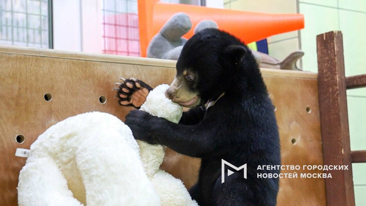 Посетители Московского зоопарка смогут впервые увидеть краснокнижную медведицу Машу с 3 по 9 января в рамках специальной акции.  Чтобы посмотреть на Машу, нужно пройти предварительную регистрацию и принести большого плюшевого медведя от 70 см.    Сделать это можно будет с 14:00 до 15:30.   За один день увидеть Машу смогут до 90 человек.  Фото и информация: АГН "Москва"