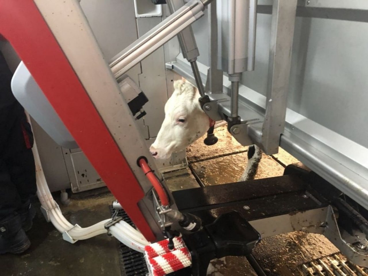 В животноводстве Башкирии появится еще 20 роботизированных комплексов На данный момент в молочном животноводстве республики используются 37 роботизированных систем из них более 20 введены в эксплуатацию в 2025 году Напомним благодаря национальному проекту Технологическое обеспечение продовольственной безопасности особое внимание уделяется развитию технологий и цифровизации АПК Индустриализация молочной отрасли в республике идет старых молочных ферм так называемого колхозного типа скоро не останется прокомментировал вице премьер правительства министр сельского хозяйства РБ Ильшат Фазрахманов Новые фермы это новые технологии безусловно связанные с искусственным интеллектом при этом надо иметь в виду что нам уже больше нужно рассчитывать на собственные отечественные республиканские цифровые продукты Совсем недавно в рамках телепроекта Честно говоря подготовили выпуск о том как меняется сельскохозяйственная отрасль и как технологии уже сегодня помогают повышать урожай Его можно посмотреть здесь При отключении интернета доступен наш канал в Max Честно говоря ВК MAX подписывайтесь