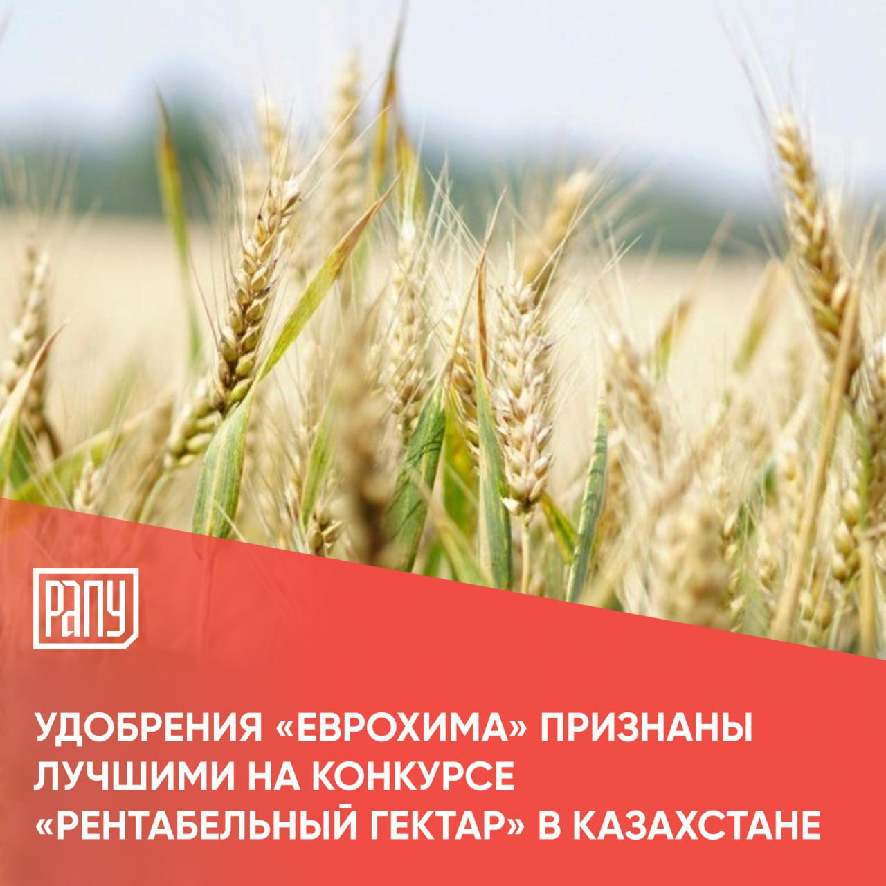В Казахстане подвели итоги агропромышленного конкурса Рентабельный гектар В соревновании за звание самого эффективного решения для листовых подкормок приняли участие семь ведущих компаний работающих на рынке удобрений Победителем стал ЕвроХим который продемонстрировал наилучшие результаты по урожайности и экономической эффективности В итоге схема питания от ЕвроХима показала наилучший результат прибавка урожайности на полях обработанных водорастворимыми удобрениями NPK Aqualis составила порядка 5 5 ц га Чистая прибыль превысила 169 тыс тенге с гектара Для нас победа в конкурсе важное подтверждение эффективности наших решений Мы делаем ставку на инновационные сбалансированные удобрения которые работают в самых разных климатических условиях Aqualis один из ярких примеров даже в зоне рискованного земледелия он обеспечивает стабильный результат и заметную прибавку урожайности отметил руководитель отдела продаж Агроцентр ЕвроХим Казахстан Руслан Рахымбаев Сегодня ЕвроХим предлагает на казахстанском рынке 34 марки удобрений азотные фосфорные калийные и комплексные Среди наиболее востребованных продуктов сульфоаммофос аммофос КАС 32 и линейка водорастворимых удобрений NPK Aqualis с микроэлементами Подробнее на сайте РАПУ ЕвроХим
