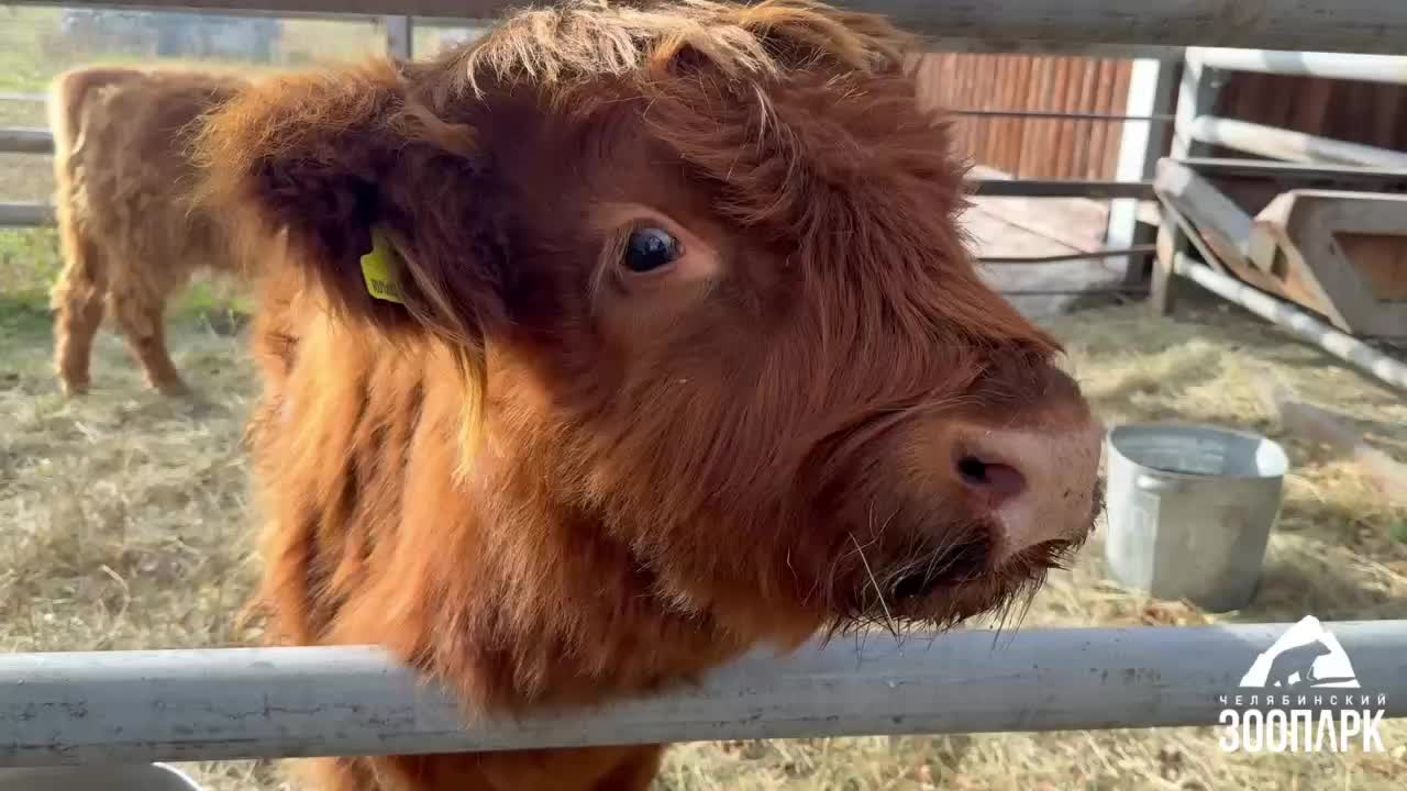 В Челябинском зоопарке появились шотландские коровы породы хайленд