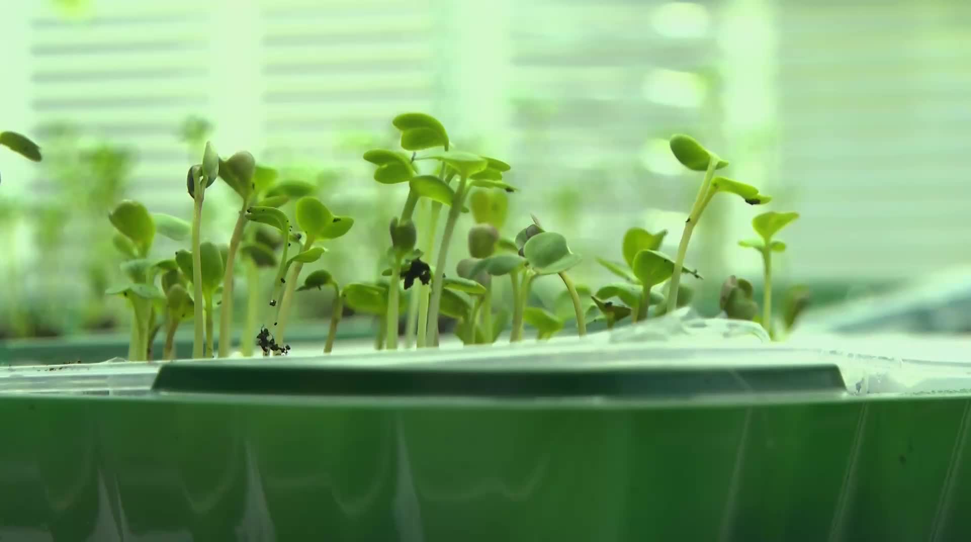 В Борковской школе открыт агротехнологический класс для изучения биотехнологий