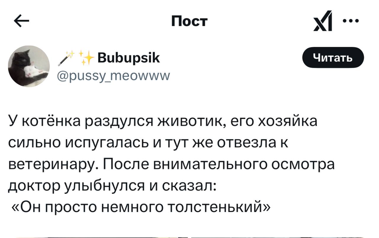 Девушка испугалась из-за вздутого живота у своего котёнка и отвезла его к ветеринару. После обследования выяснилось, что он просто толстый. Тотемное животное найдено!
