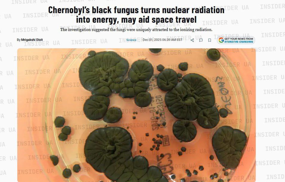 На территории ЧАЭС нашли уникальный грибок который не просто выдерживает экстремальную радиацию а буквально питается ею превращая в энергию Іnteresting engineering Учёные считают что это открытие способно кардинально изменить подходы к защите и строительству в космосе Они изучают грибок Cladosporium sphaerospermum который благодаря меланину способен расти под воздействием радиации и частично её поглощать На Международной космической станции его рост оказался на 20 интенсивнее чем на Земле Такой биологический щит можно выращивать прямо в космосе что делает его более лёгкой и дешёвой альтернативой традиционным защитным материалам NASA уже рассматривает концепцию микоархитектуры самовосстанавливающихся мицелиевых конструкций которые могут стать основой будущих внеземных поселений