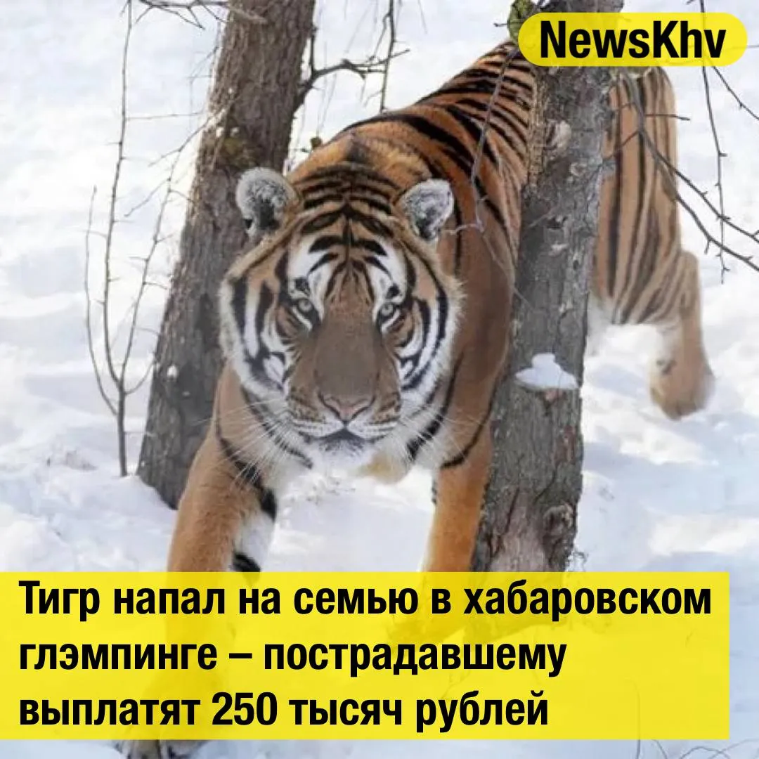Тигр напал на семью в хабаровском глэмпинге пострадавшему выплатят 250 тысяч рублей Произошло все в 2024 году после ужина отдыхающие пошли к банному чану тогда же по пути на главу семейства внезапно напал тигр выбежавший из леса В результате нападения мужчина получил множественные травмы включая рваные раны и перелом ребра Суд признал что принятых глэмпинг парком мер безопасности оказалось недостаточно для обеспечения безопасности отдыхающих Несмотря на наличие ограждений предупредительных табличек меры не предотвратили нападение тигра что причинило пострадавшему моральный и физический вред сказали в пресс службе В итоге суд обязал компенсировать пострадавшему 250 тысяч рублей а также взыскал компенсацию морального вреда в пользу его супруги и детей которые стали свидетелями нападения Источник Губерния подписывайтесь на NewsKhv ПО РЕКЛАМЕ ПРЕДЛОЖИТЬ НОВОСТЬ Мы в мессенджере MAX