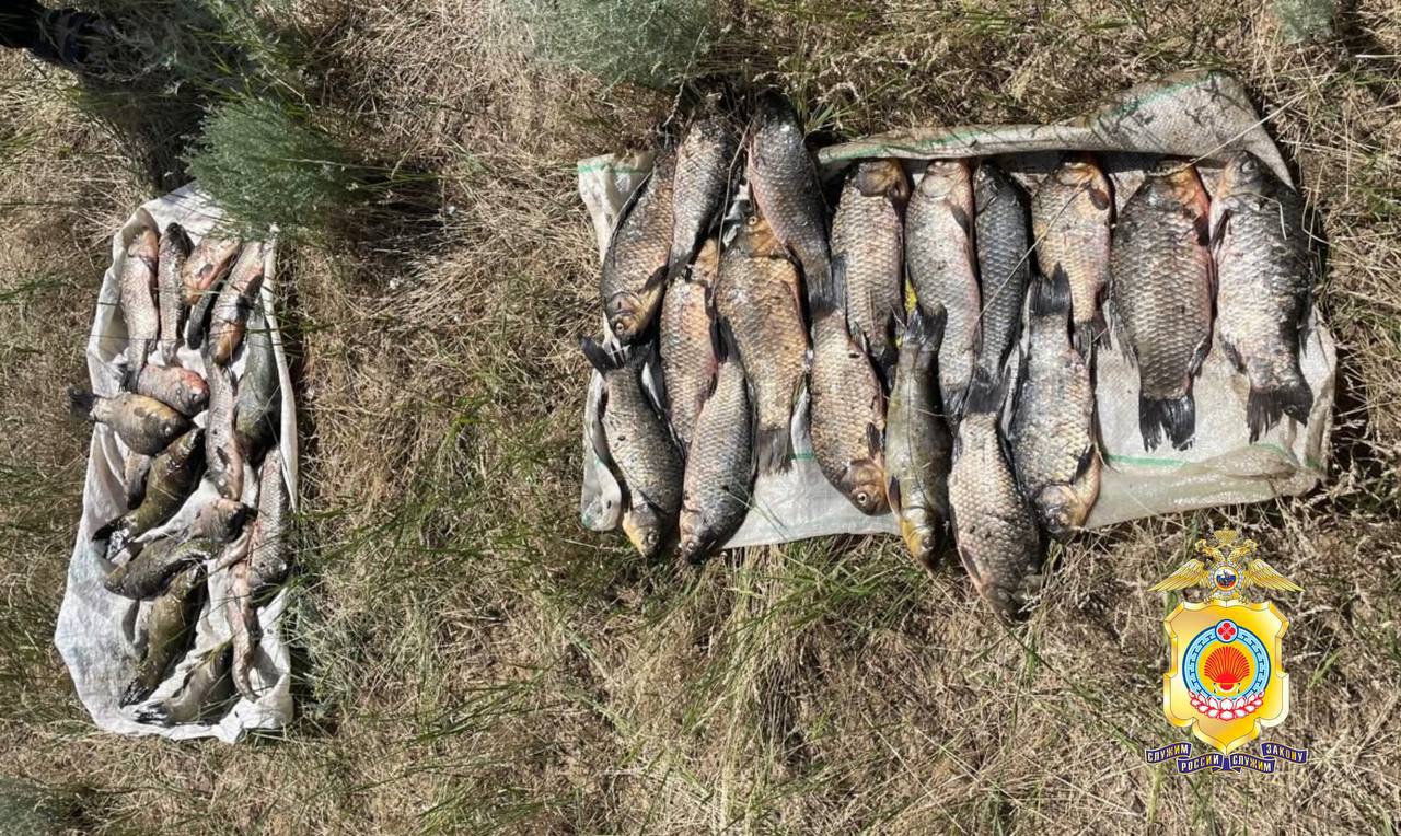В Ики-Буруле задержан мужчина за незаконную добычу редкой рыбы. Полицейские отделения полиции п. Ики-Бурул выявили факт незаконной добычи водных биоресурсов. Участковый остановил автомобиль, за рулём которого находился 35-летний житель Ставрополья. В багажнике были обнаружены 36 экземпляров рыбы редких видов, перевозимой без разрешительных документов. Мужчина признался в использовании запрещённых ставных сетей. Полицейскими были изъяты и направлены на экспертизу: ставная сеть длиной 103 метра, резиновая лодка и выловленные незаконным путем экземпляры рыбы. По результатам экспертизы будет принято процессуальное решение, сообщили в пресс-службе МВД Калмыкии.