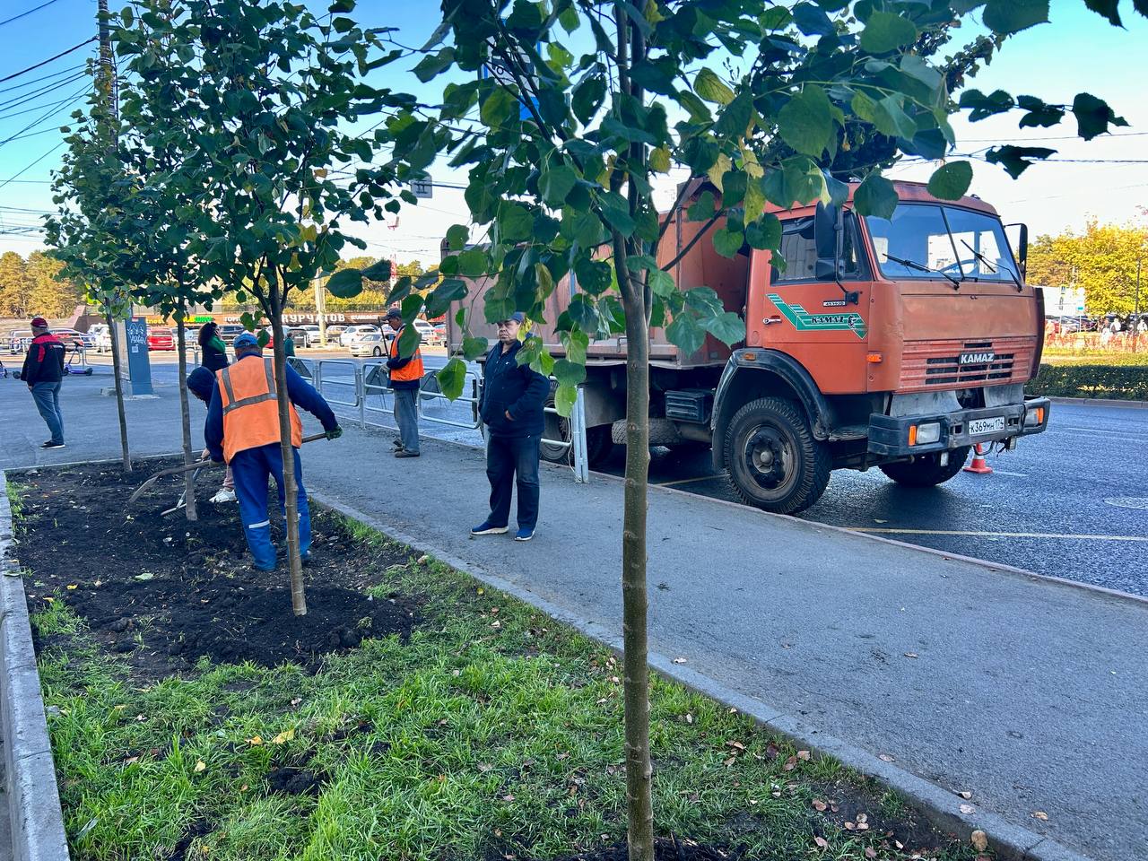 В Челябинске продолжается плановая замена старых деревьев на проспекте Ленина.   До конца недели на участке от Лесопарковой до Цвиллинга появятся еще 150 новых крупномерных лип, сообщили в администрации города. Рабочие одновременно с высадкой саженцев проводят работу по восстановлению газонов.   Замена деревьев на главном проспекте началась в конце 2023 года, когда была высажена липовая аллея.