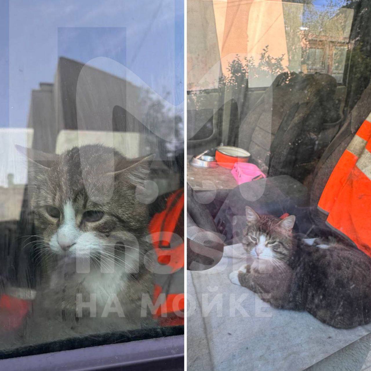 Кота взял в заложники собственный хозяин в центре Питера — уже три месяца держит его в салоне машины, сообщают обеспокоенные местные. По словам соседей этой кошачьей тюрьмы, раньше усатый был любимцем пожилого хозяина, а теперь переехал в такие мрачные условия. Кроме этого животного у мужчины ещё множество питомцев. Сейчас авто стоит на солнце, так что внутри настоящий Египет. Владелец кошкинса якобы сообщал интересующимся, что он выходит кормить питомца, а закрыл его в салоне — "на карантин". Очевидцы отправляют заявки о ситуации в экстренные службы. На лобовом стекле тачки есть табличка с номером телефона, но по нему — полное отрицалово ситуации. Mash на Мойке — новости СПб