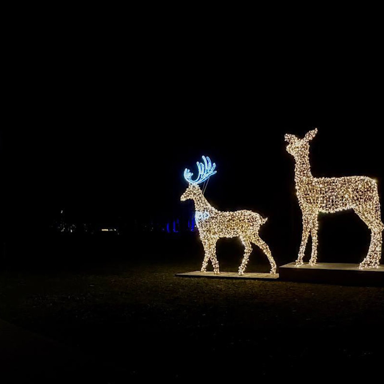 В Зеленоградске появилась декорация солнечных оленей Они находятся рядом с прогулочной дорожкой рост более высокого из них достигает 4 5 метра Увидите издалека Фото администрация Зеленоградского муниципального округа